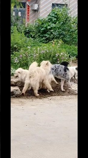 Five dogs playing #doglove #dog #dogshorts