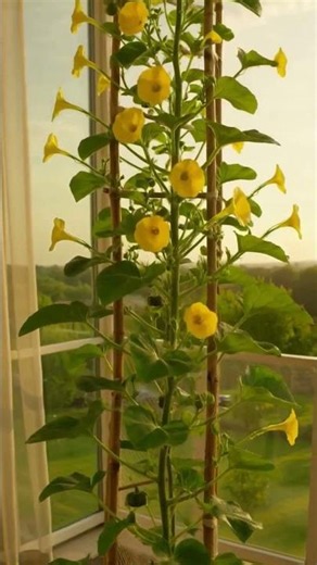Grow Your Own Pumpkins on Balcony in a Recycled Tire! 🎃 Vertical Trellis Time-Lapse