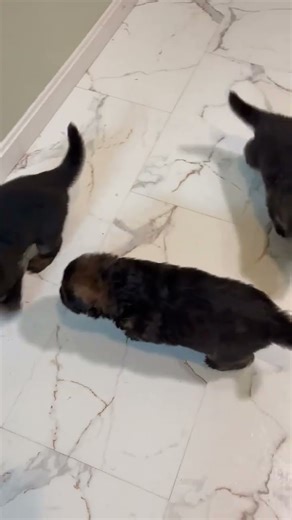 Meet this Dark Sable German Shepherd boy — confident, intelligent, and beautifully bred