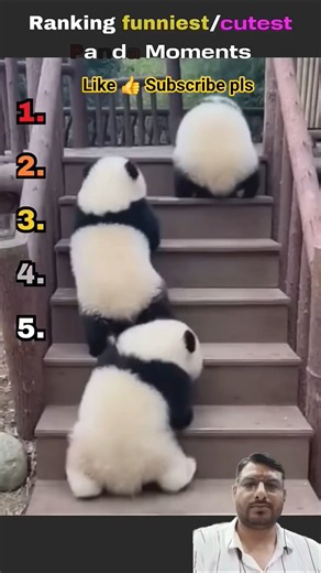 The Funniest & Cutest Panda Moment Ever! 🐼😂 | You Can't Watch Without Smiling! #Shorts