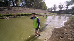 Here's a good news story to share in this tough time. OzFish Unlimited volunteers recently spent January and February rescuing more than 320 native fish from drying waterholes in the Lower Darling River. The great news is the water is beginning to come down the Darling which we haven’t seen in years. Couldn't have come at a better time for these fish. Well done legends! | BCF - Boating, Camping, Fishing