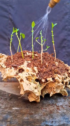 Making mini forest bonsai ❗️