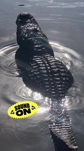 Love is in the air… and water❤️❤️❤️Buddy is bellowing loud and proud🔊🔊Ever heard an alligator’s bellow? These deep, resonating sounds are more than just animal noises; they’re a critical part of gator communication, especially during mating season. A bellow starts with a low, rumbling growl and escalates into a louder, vibrating sound that seems to ripple through the air and water. It’s their way of asserting dominance, attracting mates, and marking territory. Next time you’re near the water i
