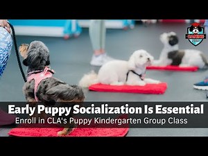 Early Positive Puppy Socialization Is Essential - Enroll in CLA's Puppy Kindergarten Group Class