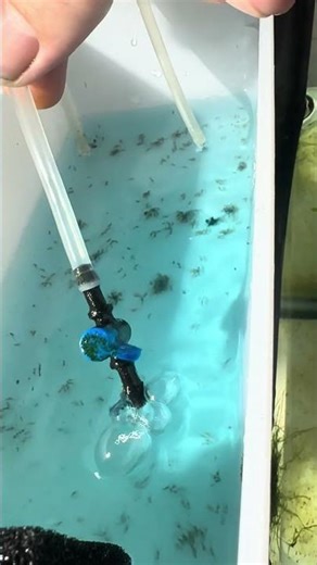 New blue angelfish spawn #fishkeepinghobby #freshwaterfish #tropicalfish #fishbreeder