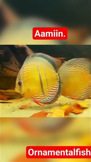 The stunning beauty of Discus fish types #discusfish