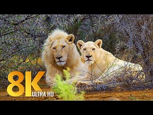 Amazing Wildlife of Sanbona Wildlife Reserve - 8K Relaxation Film & Sounds of Africa