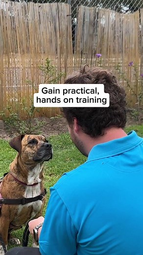 Certificate II in Animal Care: Start Your Journey