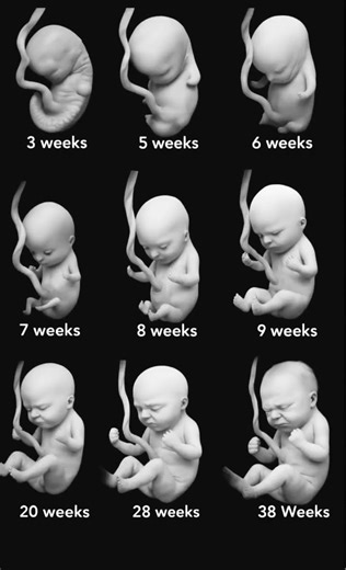 Baby growth week by week 😍#fetaldevelopment #babyborn #babygrowth #pregnancyjourney #fetus#pregnant