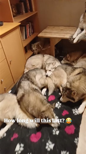 2.8K views · 217 reactions | New rugs and dog beds, how long do you think this lasts? I give it until tomorrow  | goHusky | Facebook