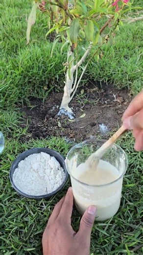 Comment fabriquer un anti-fourmi naturel et booster vos plantes 🌿 #garden #jardin #astuces #potager