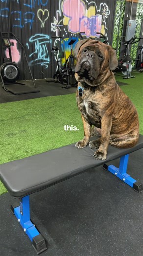 The trainer in training on her perch. She’s needs to focus on her clients a little better and not the camera but she’s getting there!🏋️‍♀️🐶💕 #bullmastiff #mastiffsoftiktok #fypage