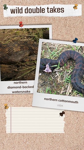 🐍 Oklahoma’s four species of non-venomous watersnake are often misidentified as the venomous northern cottonmouth. The best clue for identification is the shape of the pupil. Avoid unwanted snake encounters by watching where you put your hands and feet! #outdoors #outdooroklahoma | Oklahoma Department of Wildlife Conservation (ODWC)