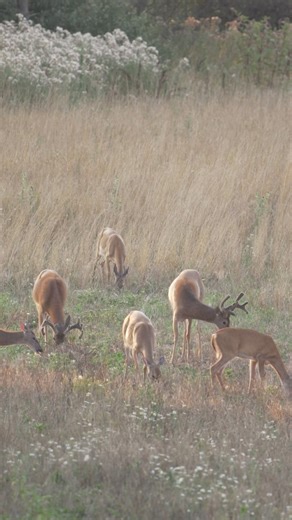Had a new face show up here in PA😳🦌 Hopefully he likes what we’ve done with the place!🤣😉 #whitetail #deer #deerhunting #thebeardedbuck | The Bearded Buck