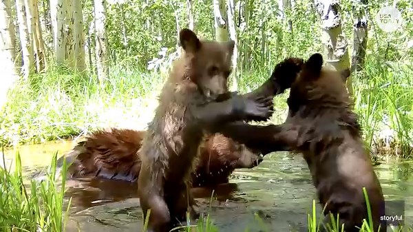 The bear necessities include playful fights between bear cubs! | USA TODAY Video