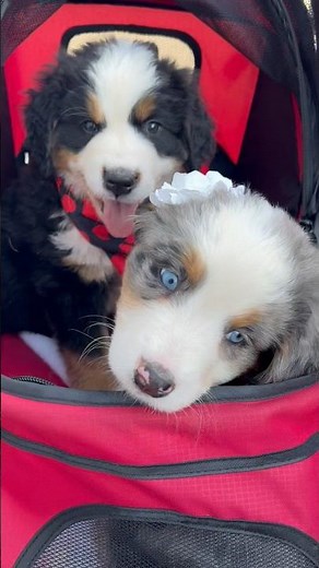 Bernese Mountain dog x Australian Shepherd Babies #bernerbaby #bernesemountaindog