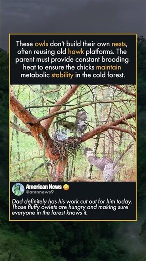 RARE GREAT GREY OWL NEST REVEALED