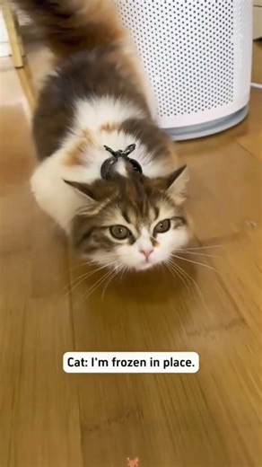 🐱 Mode Imut OFF, Gara-Gara Jepitan Rambut 😹 #funny #pets #shorts