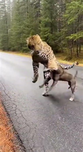 Dog Transforms into Leopard: Epic Confrontation! 🤯🐾 #AIAnimation #CGI #WildLifeStaged