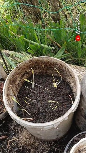 Trash to Treasure: Simple Organic Composting in a Used Bucket