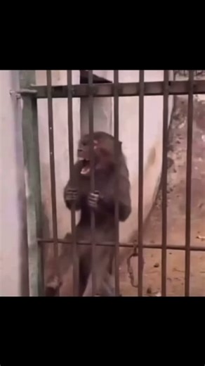 Chimp Monkeys on Instagram: "Never stop chimpin! . —>follow @dailychimpout . . . . . #chimp #monkey #meme #funny #dailymeme #memepage #monkeymeme #zoompost #chimpfluencer #memedump #dankmemes #memehumor #relatablememes #summer #summervibes #viralpost #monke #apestrongtogether #bananabrain #monkeymode #chimpcheck #basedmeme #gorillamode #brainrot #npcenergy #loweffortmemes #ironicmemes #dailychimpout"