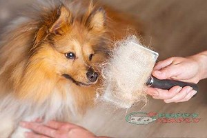 Best Dog Brushes for Shedding: 16 Top Tools Every Pet Owner Needs