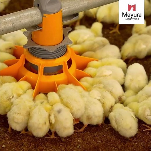 Poultry Automatic Drinker and Feeder System - Mayura Poultry Equipments