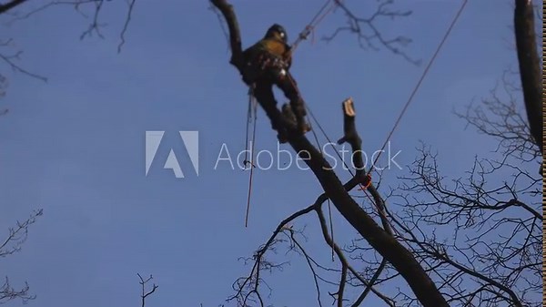 Arborist tree surgeon cutting and trimming tree branches with chainsaw, lumberjack woodcutter in uniform climbing and working on heights, process of tree trunk pruning and sawing on top in sunny day
