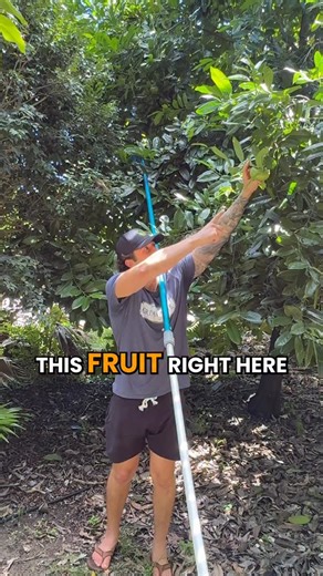 This is the chocolate pudding fruit! 🍫 It’s called black sapote, and when it’s ripe the inside turns dark brown and tastes just like chocolate pudding Right now these are still green, but once they get super soft and mushy, that’s when they’re ready to eat They usually ripen in winter here in Florida, around January or February, but some varieties fruit earlier in late summer or fall Perfect for front yards or walkways since the fruit blends in and won’t get picked early Follow @GrowInnHomes fo