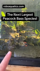 1.8K views · 106 reactions | Meet the next largest Peacock Bass — the...