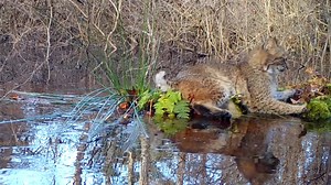 3.5K views · 558 reactions | #wildlifewednesday Bobcat Edition - Bobcat ice zoomies on frozen over vernal pool. (Browning Recon Force Advantage) • Final call too for my 2024 calendar. I’m down to my final 3 . https://rebrand.ly/wild-things-cae7c7 | CR Wildlife Cams | Facebook