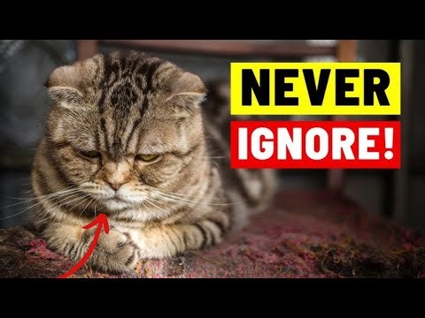 Never Ignore These 15 Signs Your Cat Is in Trouble – Cat Behavior Explained