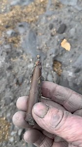100K views · 1.5K reactions | A nice brown calcite belemnite I found in the mud at Charmouth a couple of days ago | Charmouth Fossils | Facebook