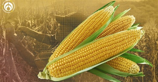 El maíz en Yucatán: origen del hombre según Popol Vuh y del renacer de la milpa