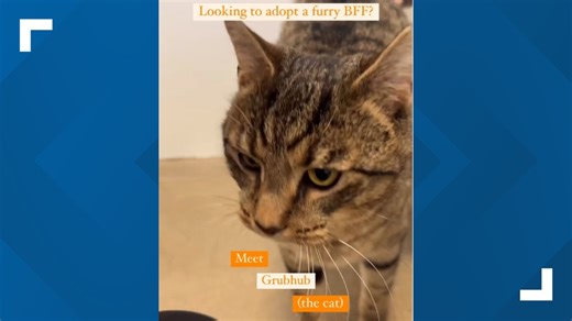 York County SPCA and popular food app are looking to find a forever home for Grubhub (the cat)