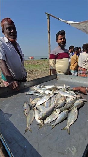 Very Fesh Silver Colour Ilish Mach