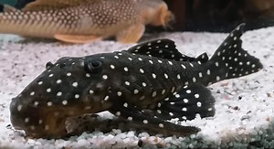6 Types Of Plecos That Stay Small
