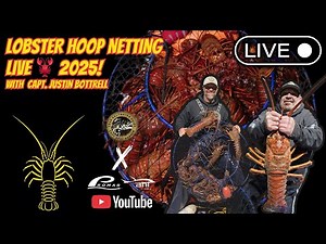 Lobster Hoop Netting LIVE 🦞 | SoCal Lobster Fishing - November 14th, 2025