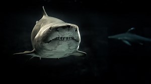 Why did all the sharks die? | Earth And The Environment