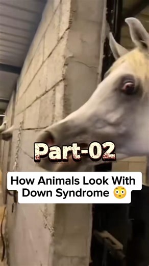 How Animals Look That Have Down Syndrome Part 2 😳 | #shorts