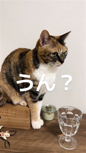 #猫のいる暮らし #猫 #pet #petlover #元保護猫