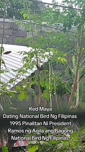 Discover the Red Maya: The National Bird of the Philippines