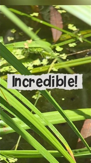 The amazing flying ability of the damselfly #wildlifeponds #pond #damselfly
