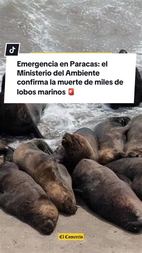 Lobos marinos muertos en Paracas: emergencia y causas investigadas