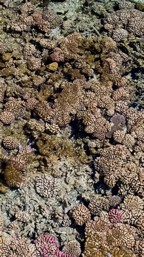 Olaf Fischer | Marinelife | Scubadiving |🇲🇽🇱🇷 on Instagram: "Fakarava’s coral reef from above. This atoll is part of a UNESCO Biosphere Reserve and protects one of the healthiest reef systems in French Polynesia. The shallow lagoon is dominated by hard corals like table, branching, and massive corals that build the reef structure. These corals grow slowly, but they create habitat for thousands of fish and invertebrate species. Clear water, limited coastal development, and strong local protec