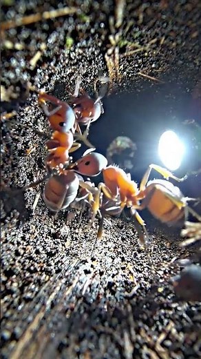 What’s Inside a Giant Ant Colony? 24 Hours with a Body-Mounted Micro-Cam 🐜🔦