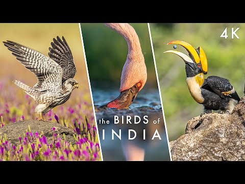 The Extraordinary BIRDS OF INDIA - Let There Be FLIGHT | Planet Earth II & Hans Zimmer Tribute