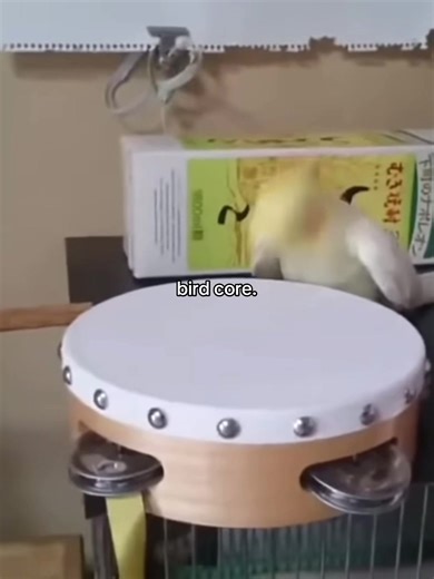 Hilarious Bird Memes That Will Make You Laugh