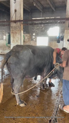 Slaughterhouse Ka Poora Process 🐄 | Step by Step Halal System