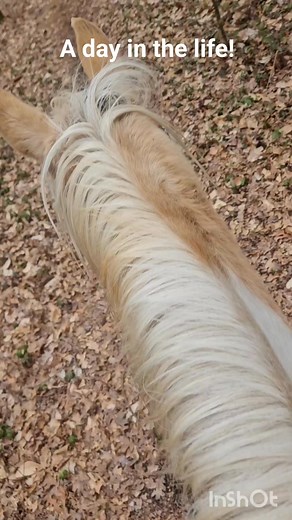 Come with ne on a day of training! Trail ride with a client, hosing off horses, galloping in the round pen, taking a friesan stallion for a walk after groundwork and showing a horse. #horsetraining #horses #tenacityhorsemanship | Tenacity Horsemanship LLC | Facebook